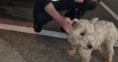 Police rescue dog from train tracks in Cardiff