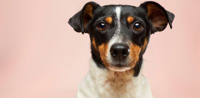 Can sniffer dogs really detect COVID almost as well as a PCR test? Turns out they can