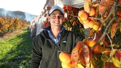The 'autumn fruit' persimmons are more in demand than ever as harvest is underway in Victoria