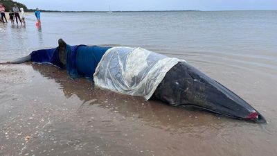 Hervey Bay residents, local authorities hopeful they have saved the life of beached dwarf whale