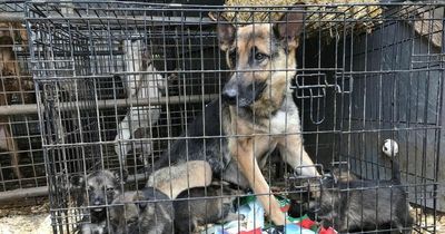 Leeds man banned from keeping animals as puppies found crammed in filthy cages