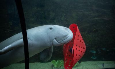 Dugong sees red: Pig the sea cow predicts Labor will win Australian election (sort of)