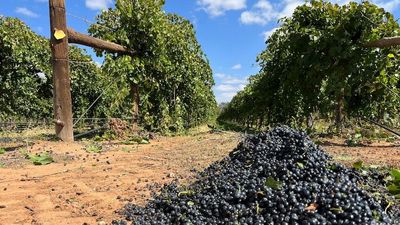 Growers may dump more grapes next season as wine glut grim forecast continues