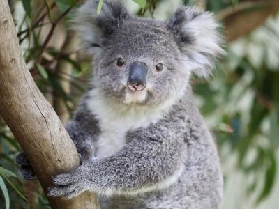 NSW government lists koala as endangered
