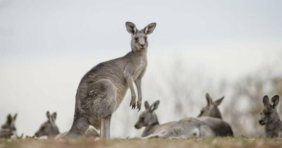 ACT govt announces targets and locations for latest kangaroo cull