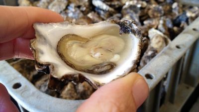 Researchers, farmers investigate carbon neutral accreditation for Australian oysters