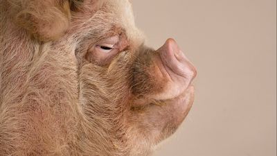 Smart, co-operative, emotional: what cutting-edge science tells us about pigs