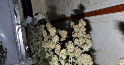 Drug dealer tried to escape out back of cannabis farm