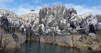 We went on a Farne Islands boat trip to see if it's a fun day out for kids - here's what we thought