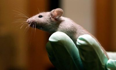 Recovery of mice raises hopes drug could help people with spinal injuries