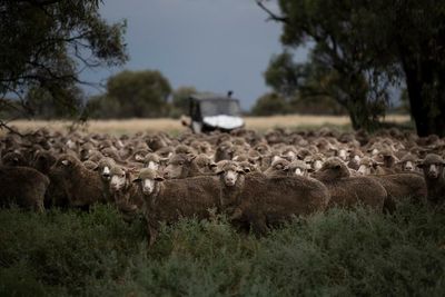 Watch the margins: competitive market forces have come to Australia’s rural electorates