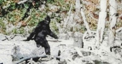 Inside the legend of Bigfoot: How hunt for Sasquatch began - from footsteps to sightings