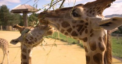 Edinburgh Zoo to launch virtual tour allowing visitors to view animals from home