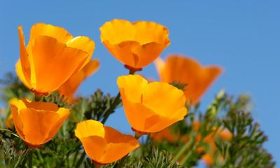 The most versatile flower in your garden? Meet the California poppy