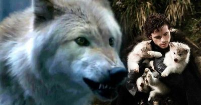 Game of Thrones triggered a Husky boom leaving NI rescues picking up the pieces