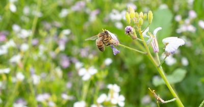 Millions of hay fever sufferers happy to plant flowers in garden to help biodiversity