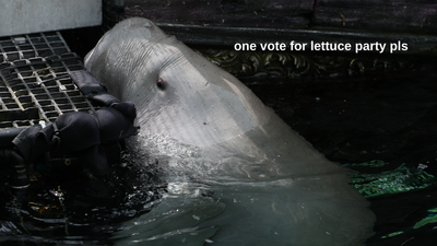 Pig The Dugong Officially Made His Election Prediction That’s The Political Commentary I Need