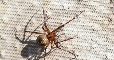 Warm weather leads to invasion of venomous false widow spiders in UK
