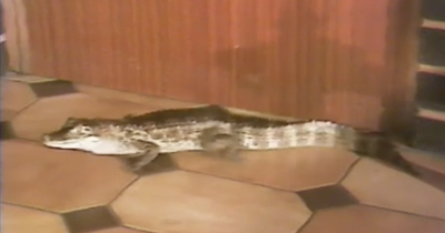 RTE viewers in stitches as story of pet alligator who found home in Belfast bar goes viral 40 years later