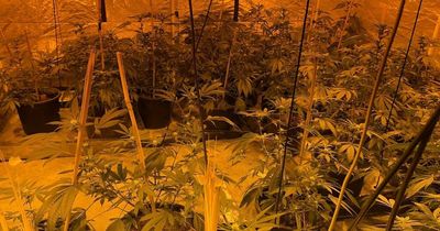 Cannabis farm found in raid after neighbours complain