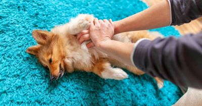 Expert teaches life-saving first aid skill every dog owner should know