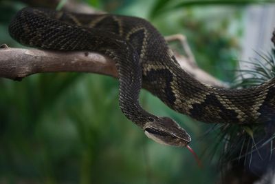 Scientists neutralize pit viper venom with compound from fruits and vegetables
