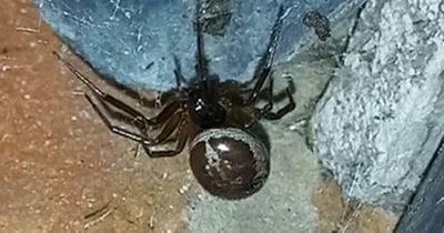 Venomous false widow spiders 'invading' UK homes following warm weather
