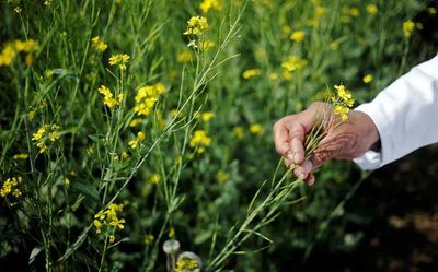 Norms eased for GM crop research