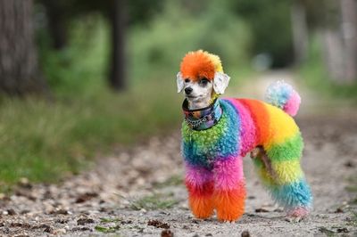 Joey the rescue pooch attracts ‘poodle paparazzi’ with his rainbow ‘furstyles’