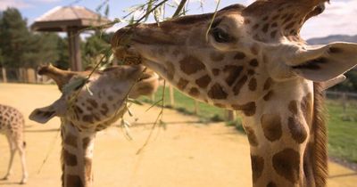 Edinburgh Zoo unveils new virtual tour meaning people can visit from their sofas