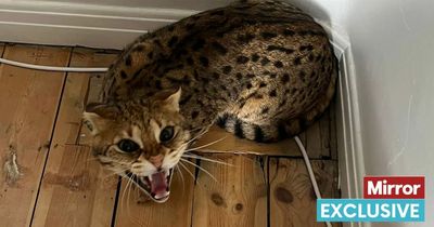 Pensioner terrified as 'enormous' big cat enters his study through tiny window