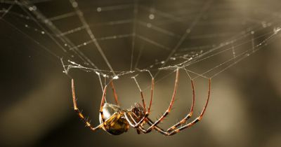 Venomous false widow spiders 'breeding faster than ever' as UK weather warms up