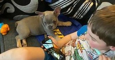 Boy, 5, has 'sidekick' puppy stolen through kitchen window