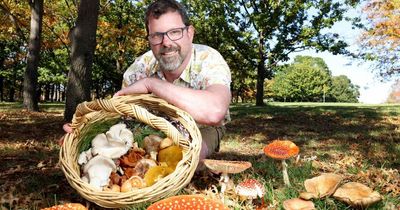 'It's bonkers': Mushrooms mushroom in Canberra's gloomy wet