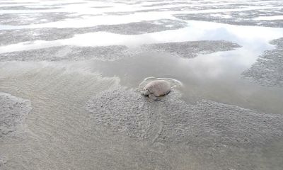 Dugongs and sea turtles at risk after Queensland floods wipe out seagrass, study shows