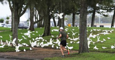 Survival in the city for homeless corellas