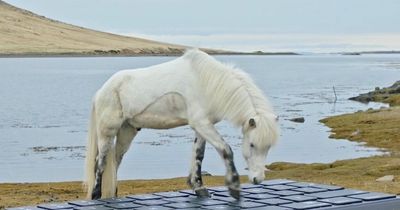 Icelandic horses will compose your out-of-office emails for you in bizarre service