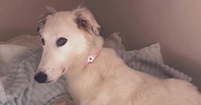 Missing rescue dog Skylar back home after incredible 5 days on the run