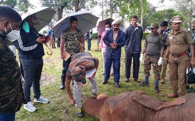 Female elephant found dead in the Nilgiris