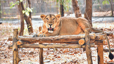 Covid vax for big cats: 2 lions jabbed in Gujarat