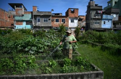 Rio's urban gardens produce healthy food for the poor