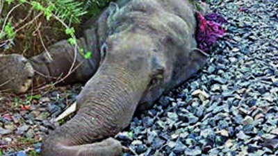 Odisha: 2 more train-hit jumbos die in Keonjhar, railway-forest spat begins