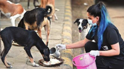 Delhi dog has its day, gets feeding spots in colonies