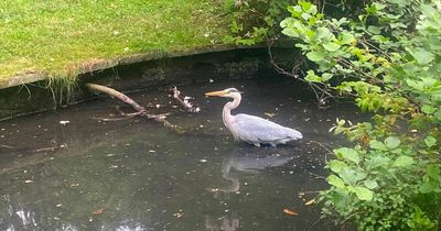 Sefton Park resident is eating ducklings whole