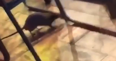 Huge rat seen scurrying around Leeds restaurant as owner hits back at 'unfair' viral video