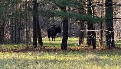 A bison goes on the lam, and let’s hope for a happy ending