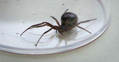 Mum's horrifying injuries after bite from UK's most venomous spider