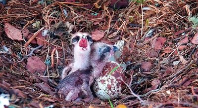 Second osprey chick hatches at Scottish wildlife reserve