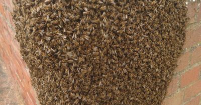 Massive swarm of 15,000 bees take over wall of South Tyneside home