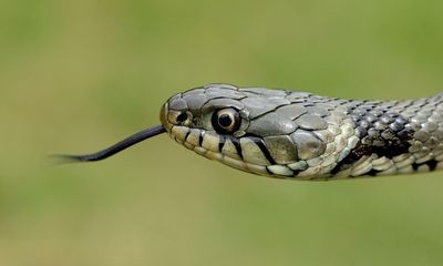 Young country diary: The grass snake was trapped – but we set it free